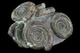 Dactylioceras Ammonite Cluster - Rare Occurrence #93909-2